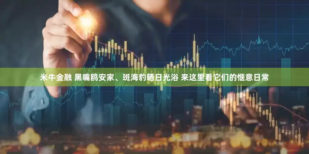 米牛金融 黑嘴鸥安家、斑海豹晒日光浴 来这里看它们的惬意日常